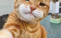 Rating Football Guys